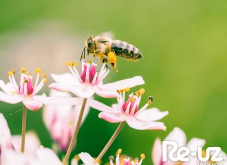 Journée mondiale de l'environnement.