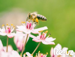 Journée mondiale de l'environnement.
