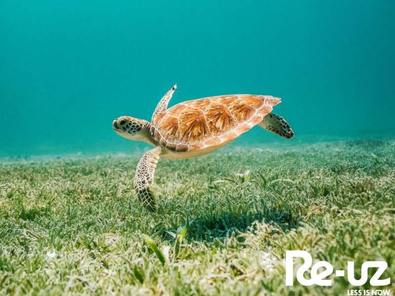 World Oceans Day!