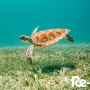 World Oceans Day!