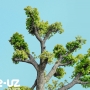 World Tree Day