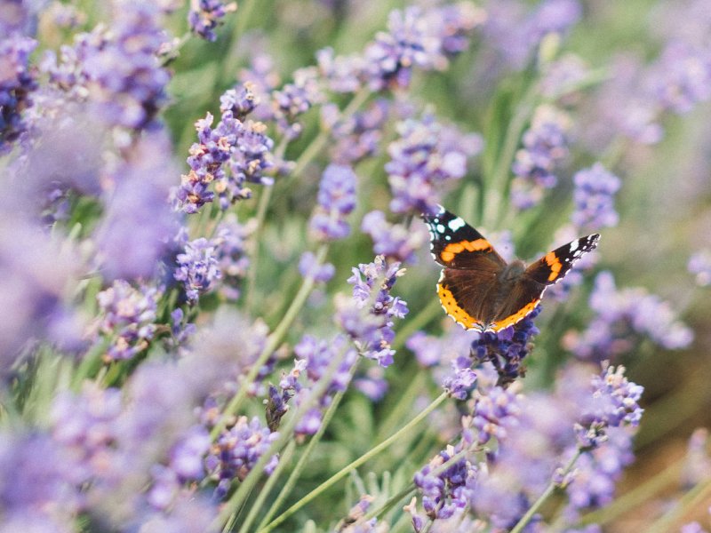 Journée Mondiale de la Vie Sauvage