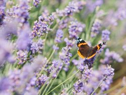 Journée Mondiale de la Vie Sauvage