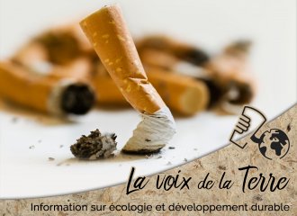 L´un des déchets les plus polluants:  les mégots de cigarettes