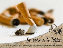 L´un des déchets les plus polluants:  les mégots de cigarettes