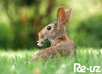 International Day for Biological Diversity
