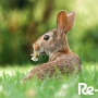 International Day for Biological Diversity